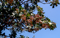 Pistacia vera