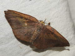 Omiza herois