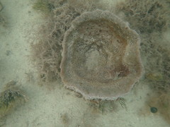 Ircinia campana