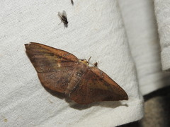 Omiza herois