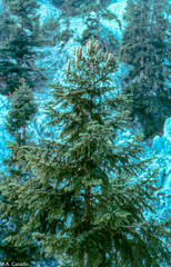 Abies cilicica