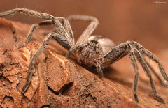 Pseudomicrommata longipes