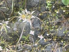 Ranunculus limosella