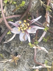 Ranunculus limosella