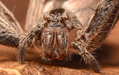 Pseudomicrommata longipes