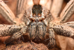 Pseudomicrommata longipes