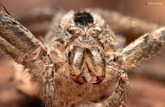 Pseudomicrommata longipes