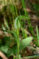 Pterostylis monticola