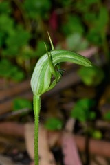 Pterostylis monticola
