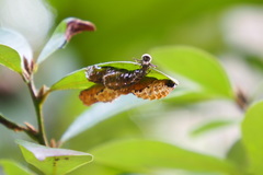 Delias pasithoe