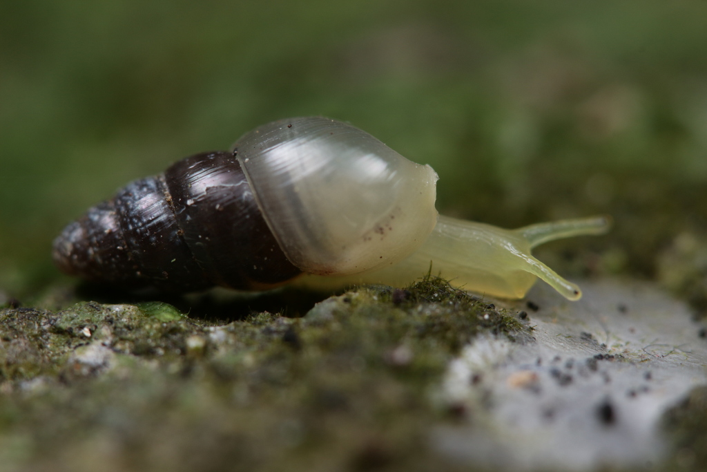 Allopeas