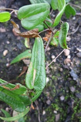 Dioscorea burchellii