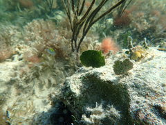 Udotea flabellum