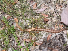 Acanthophis antarcticus