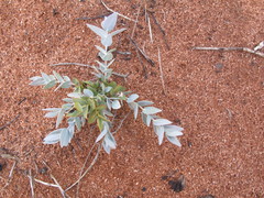 Eucalyptus wyolensis