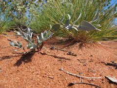 Eucalyptus wyolensis