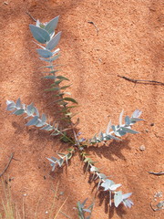 Eucalyptus wyolensis