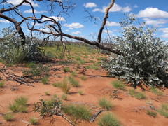 Eucalyptus wyolensis