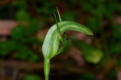 Pterostylis monticola