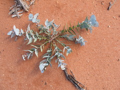 Eucalyptus wyolensis