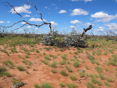 Eucalyptus wyolensis