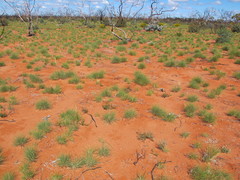 Eucalyptus wyolensis