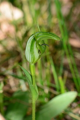 Pterostylis monticola