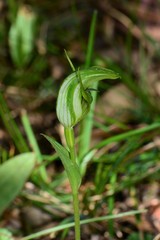 Pterostylis monticola