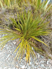 Aciphylla horrida