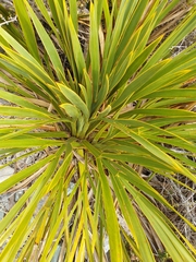 Aciphylla horrida
