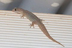Gehyra variegata