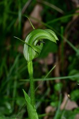 Pterostylis monticola