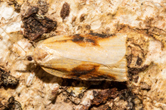 Apoctena conditana