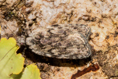 Phaeosaces compsotypa