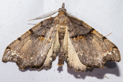 Chalastra pellurgata