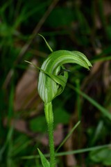 Pterostylis monticola