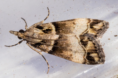 Eudonia periphanes