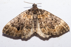 Hydriomena hemizona
