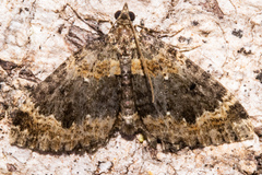 Hydriomena hemizona