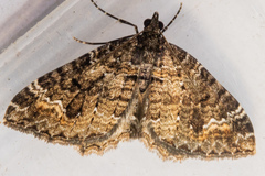 Hydriomena hemizona