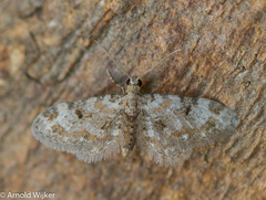 Eupithecia pantellata