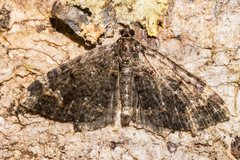 Hydriomena hemizona