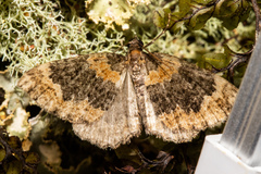 Hydriomena hemizona