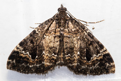 Hydriomena hemizona
