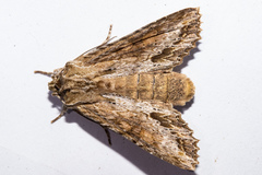 Ichneutica mollis