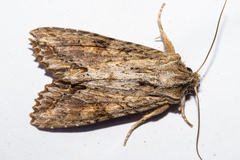 Ichneutica mollis
