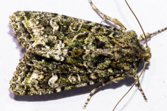 Ichneutica plena