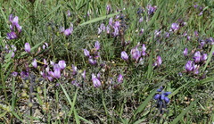Astragalus subuliformis