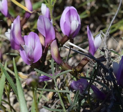 Astragalus subuliformis