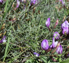 Astragalus subuliformis